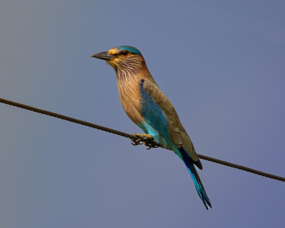 Indian Roller - krithik sankar