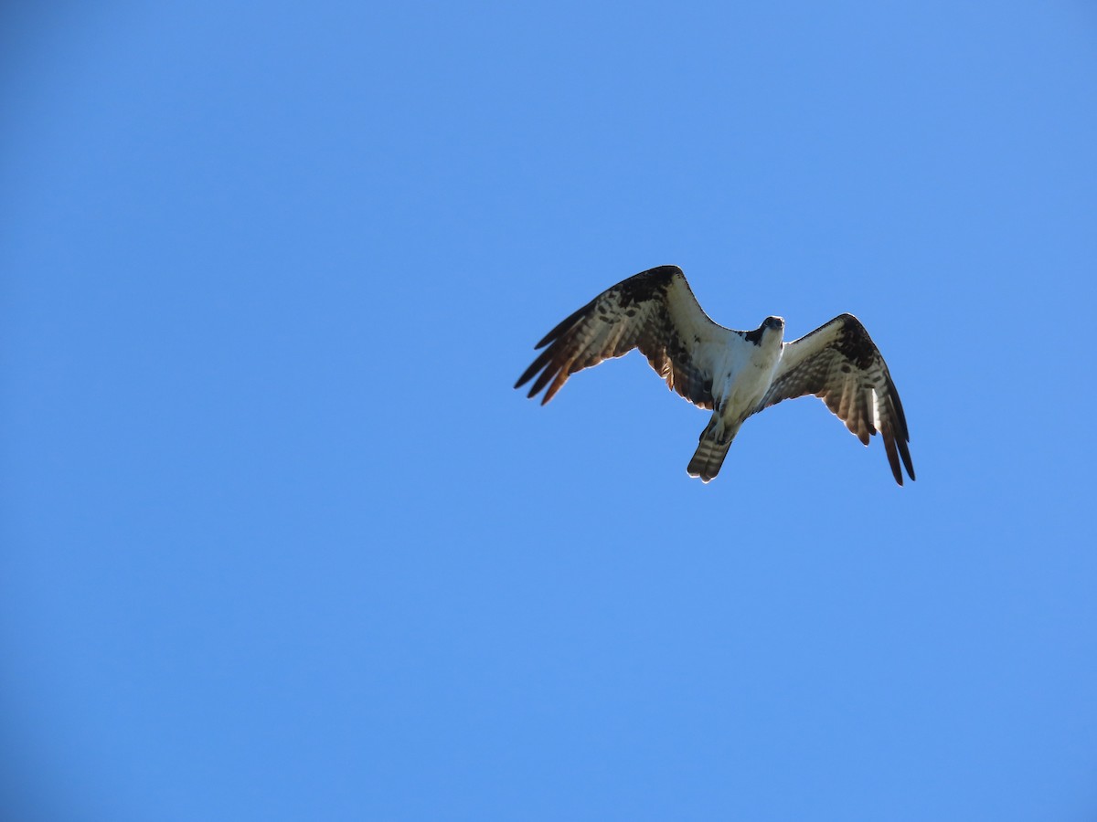 Águila Pescadora - ML614148592