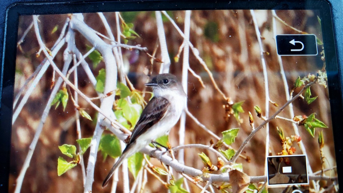 Eastern Phoebe - ML614148631