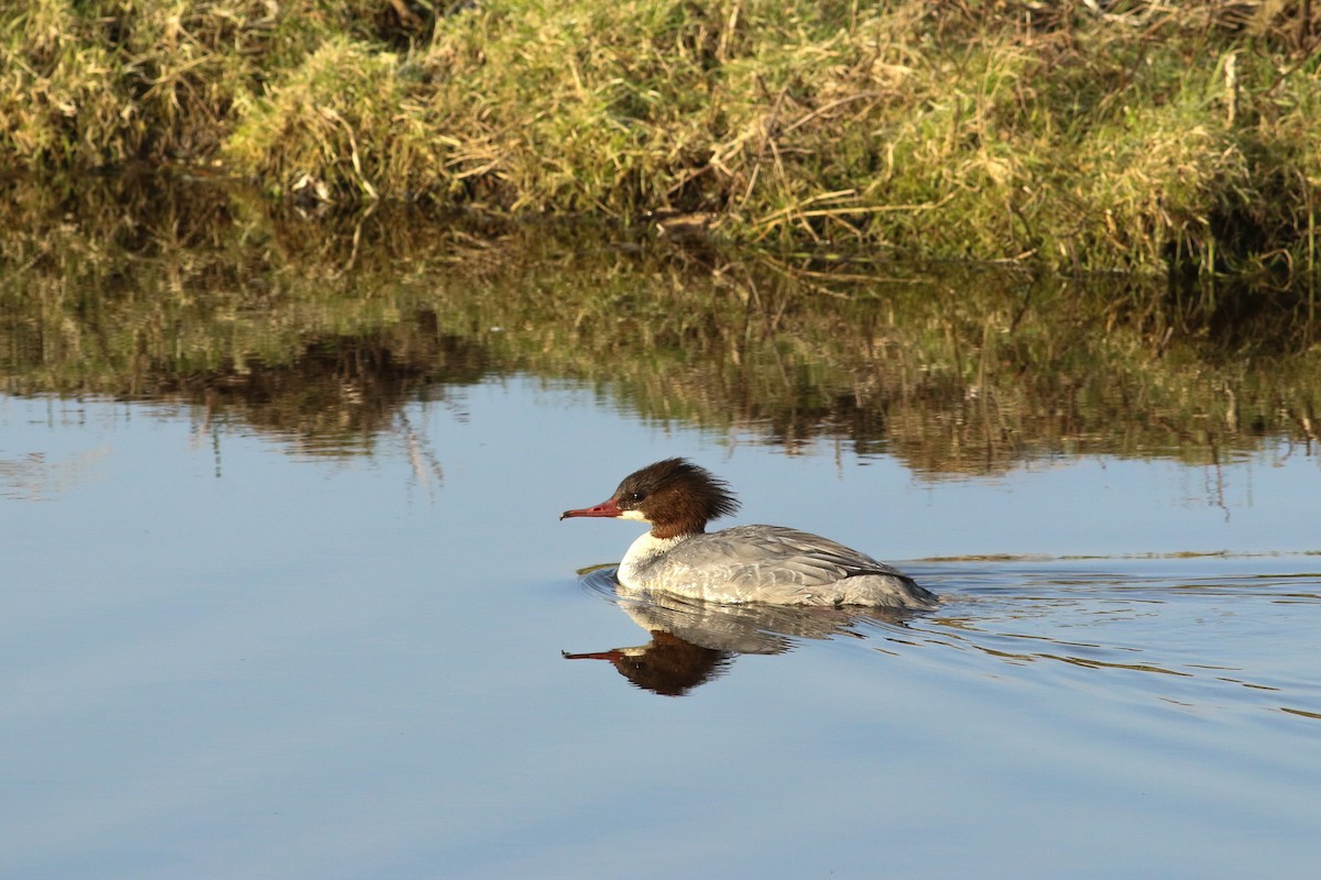 Common Merganser - Daan van der Hoeven