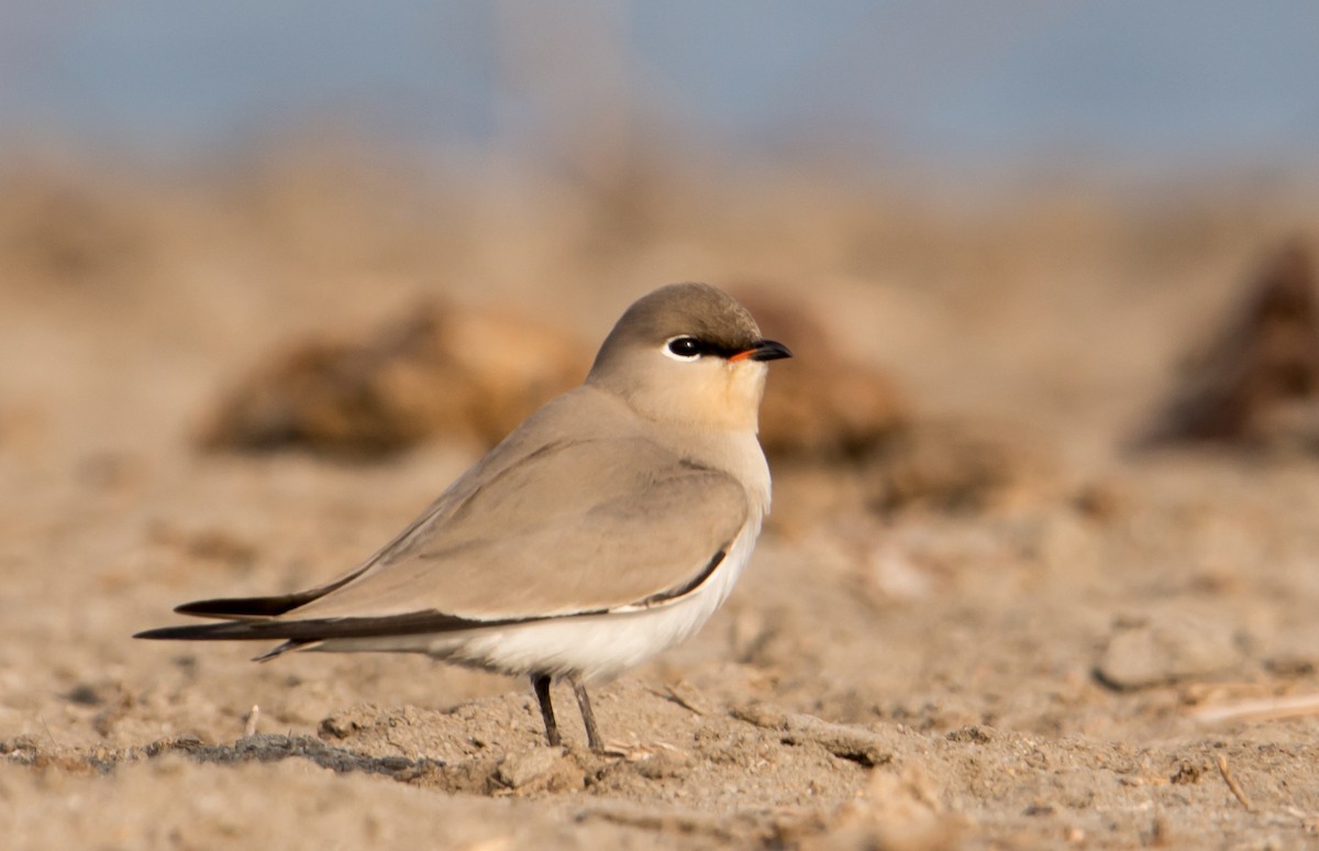 Small Pratincole - ML614148681