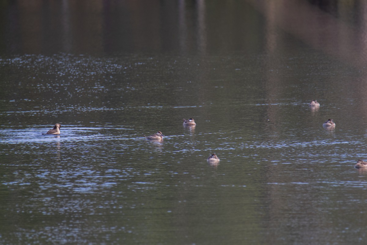 Ruddy Duck - Gail Pfoh