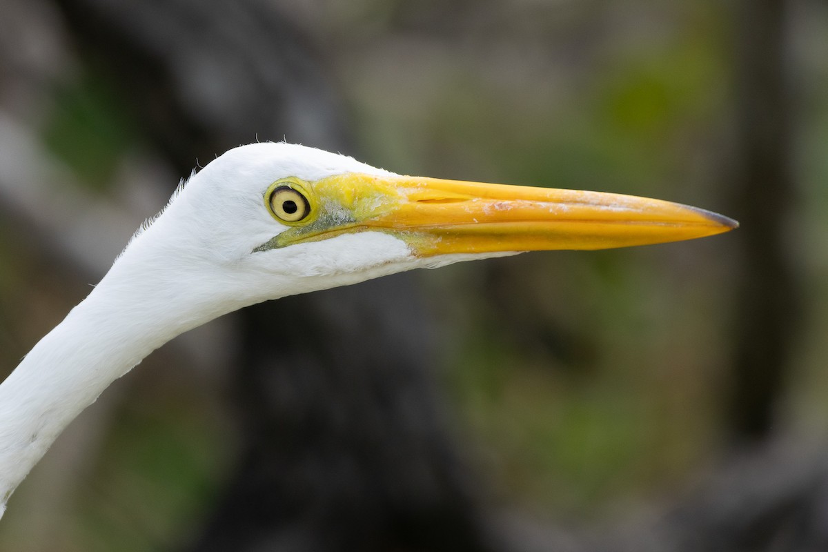 Great Egret - ML614148707