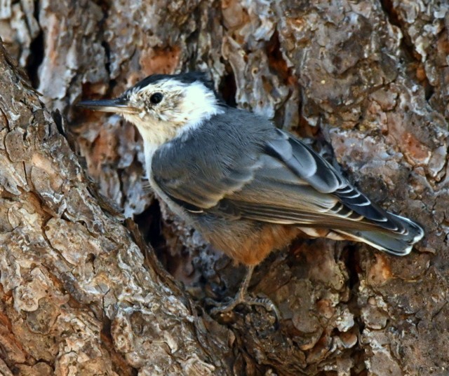 White-breasted Nuthatch - ML614148740