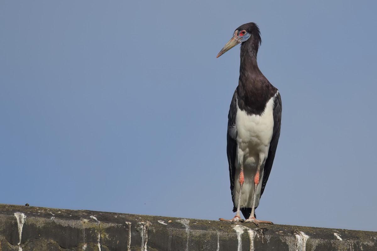 Abdim's Stork - ML614148783