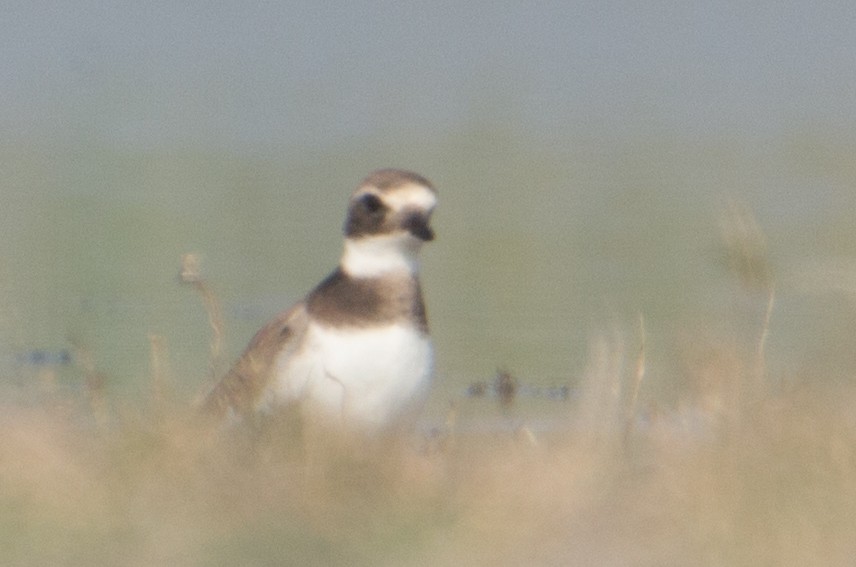 Common Ringed Plover - Anoop Kelkar