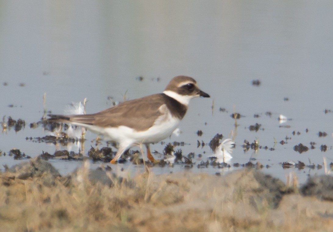 Common Ringed Plover - Anoop Kelkar