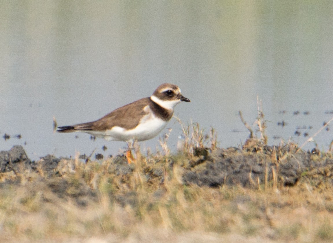 Common Ringed Plover - Anoop Kelkar