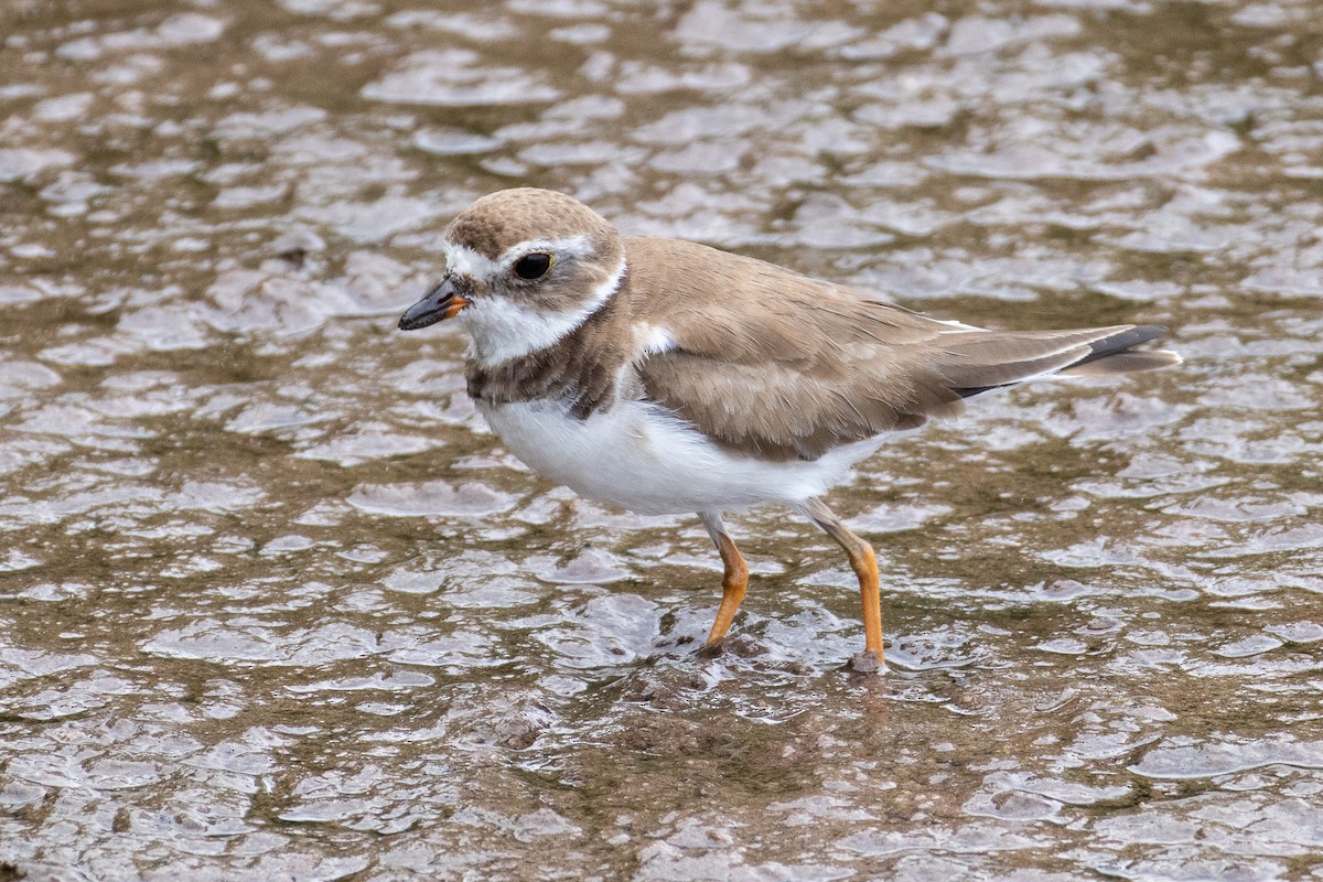 Semipalmated Plover - ML614148834