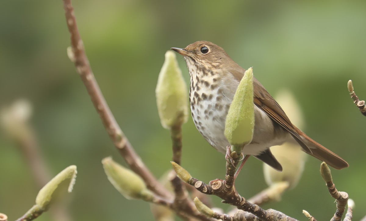 Hermit Thrush - ML614148849