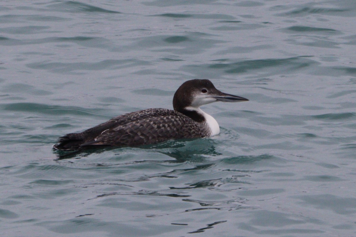 Common Loon - ML614148861