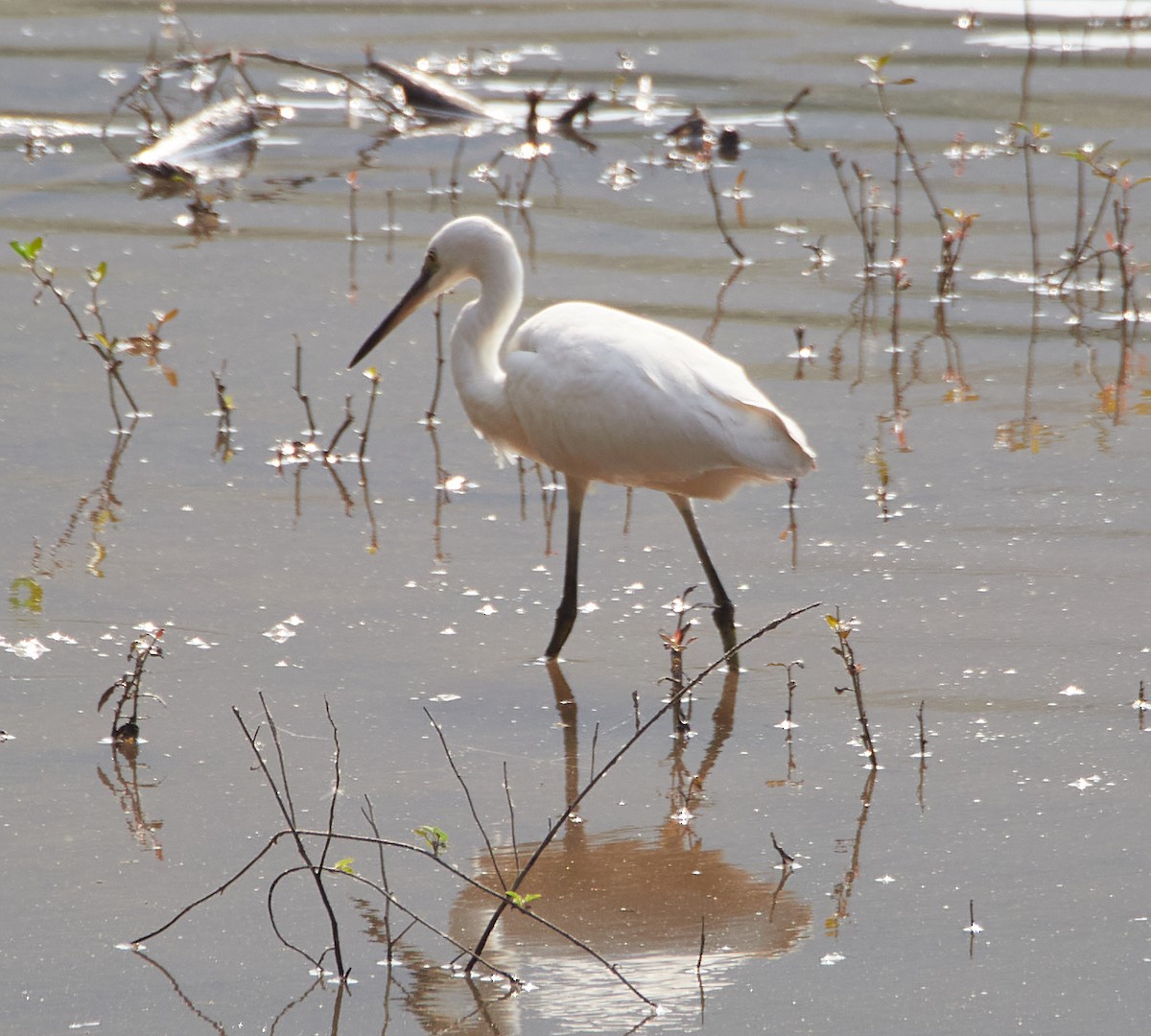 Little Egret - ML614148870