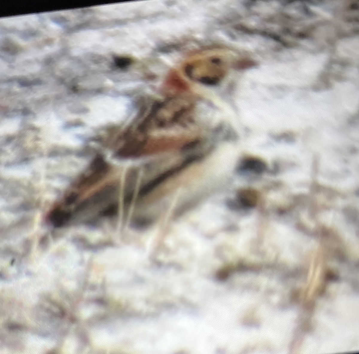 Lapland Longspur - ML614148894