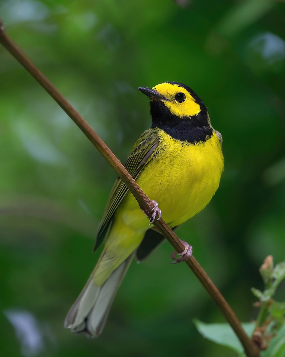 Hooded Warbler - Brian Smith