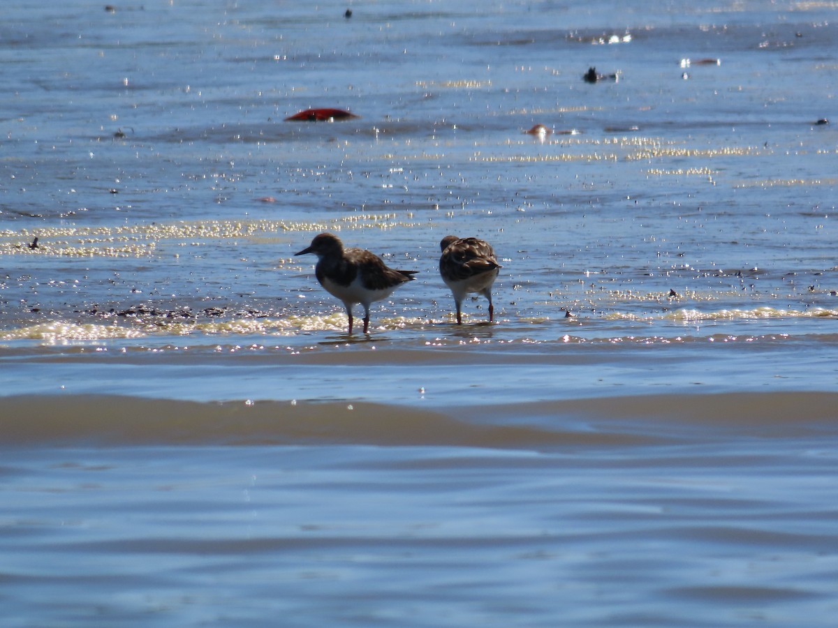 Ruddy Turnstone - Mario Reyes Jr