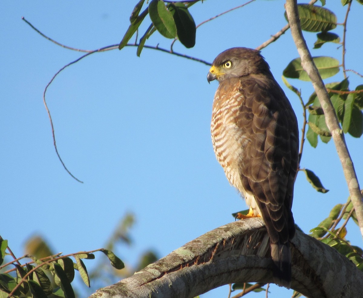Roadside Hawk - ML614149025