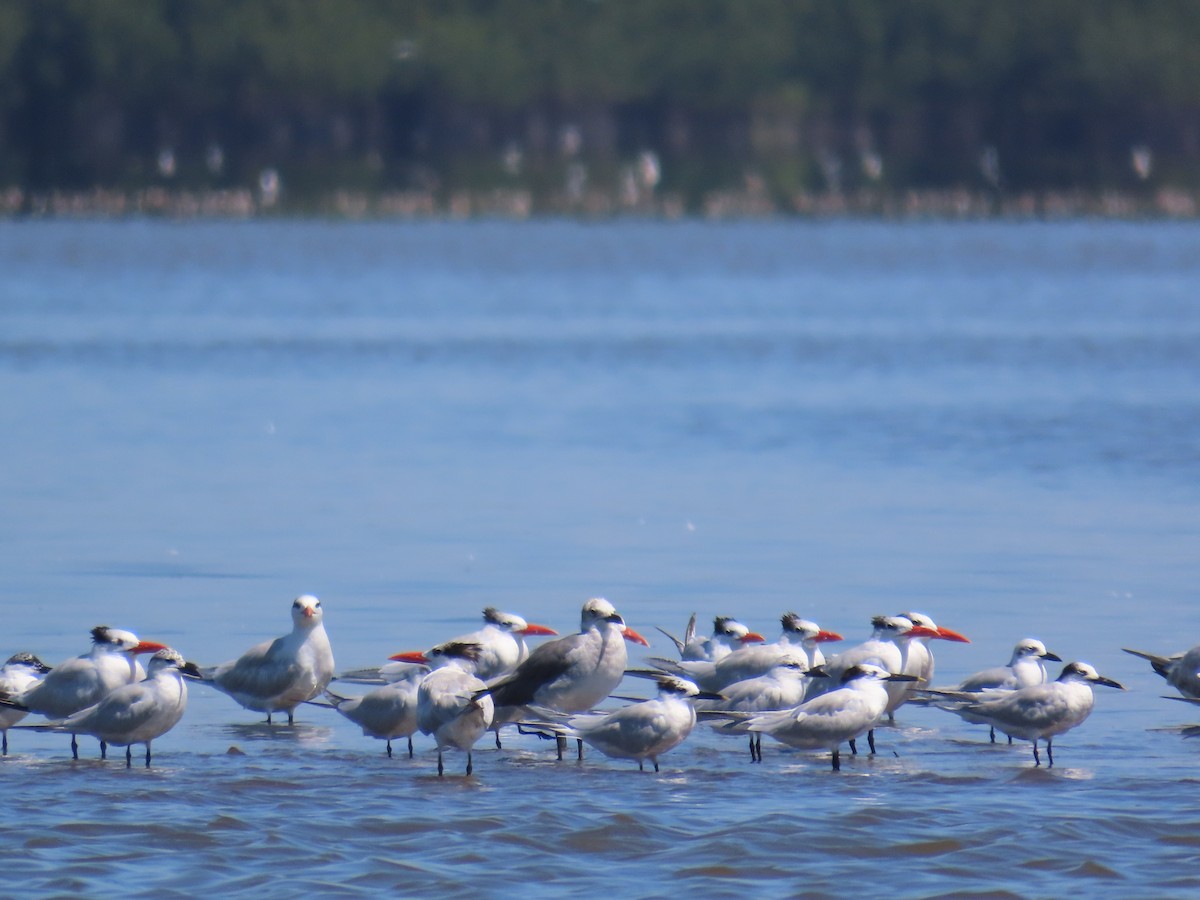 Sandwich Tern - ML614149028