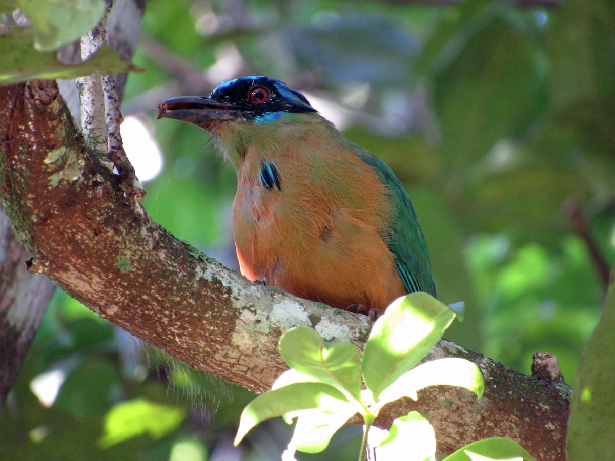 Amazonian Motmot - ML614149041