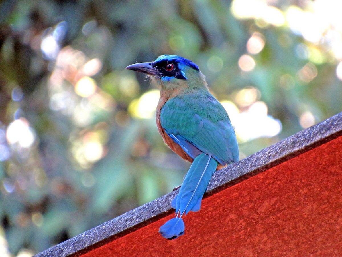 Amazonian Motmot - ML614149042