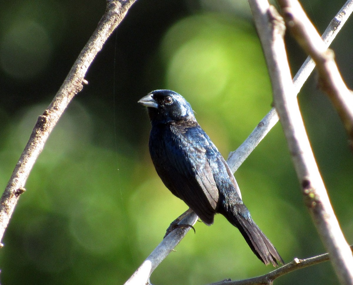 Blue-black Grassquit - ML614149049