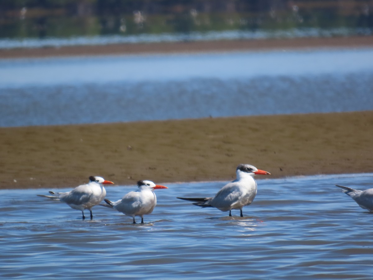 Royal Tern - ML614149057