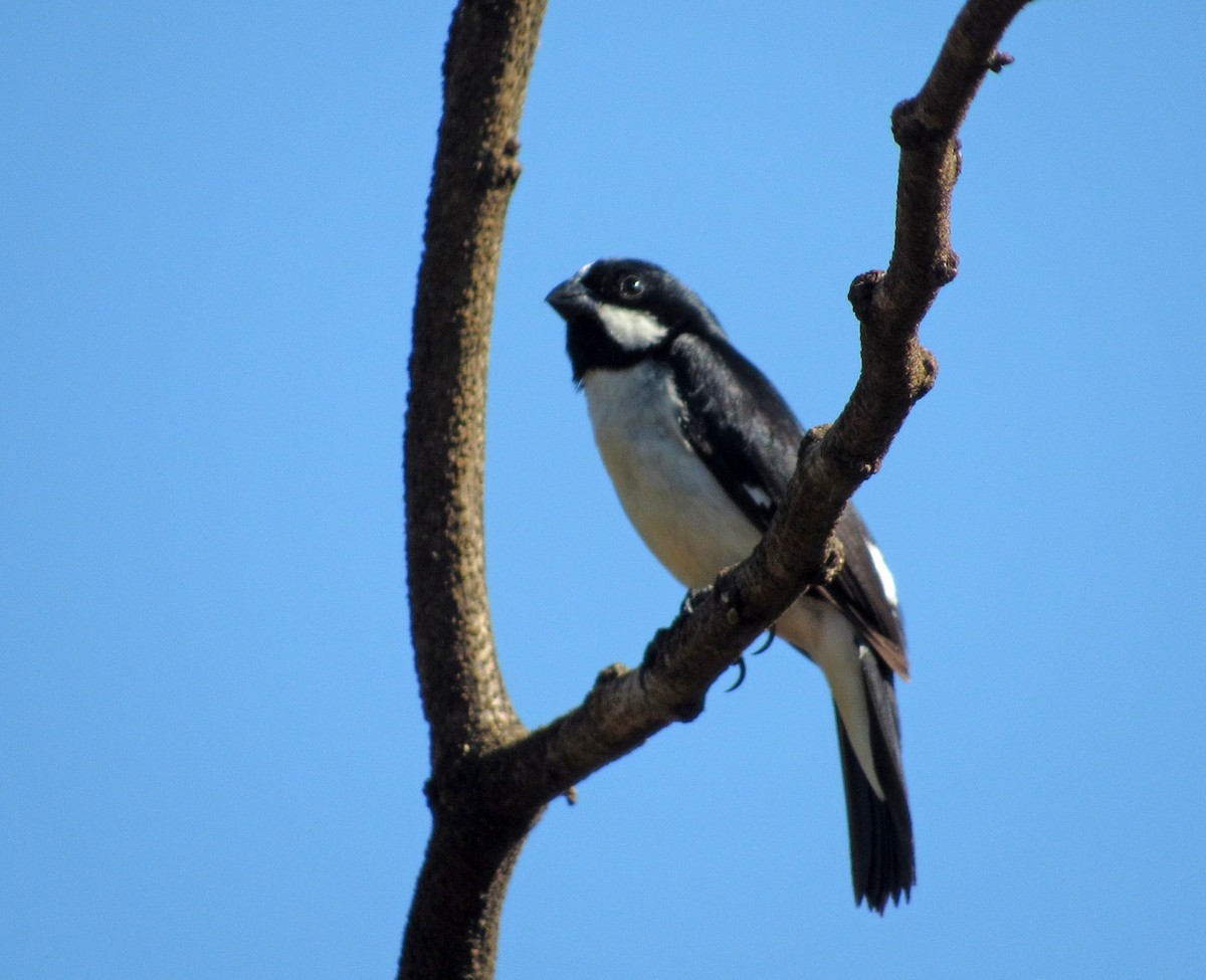 Lined Seedeater - ML614149059