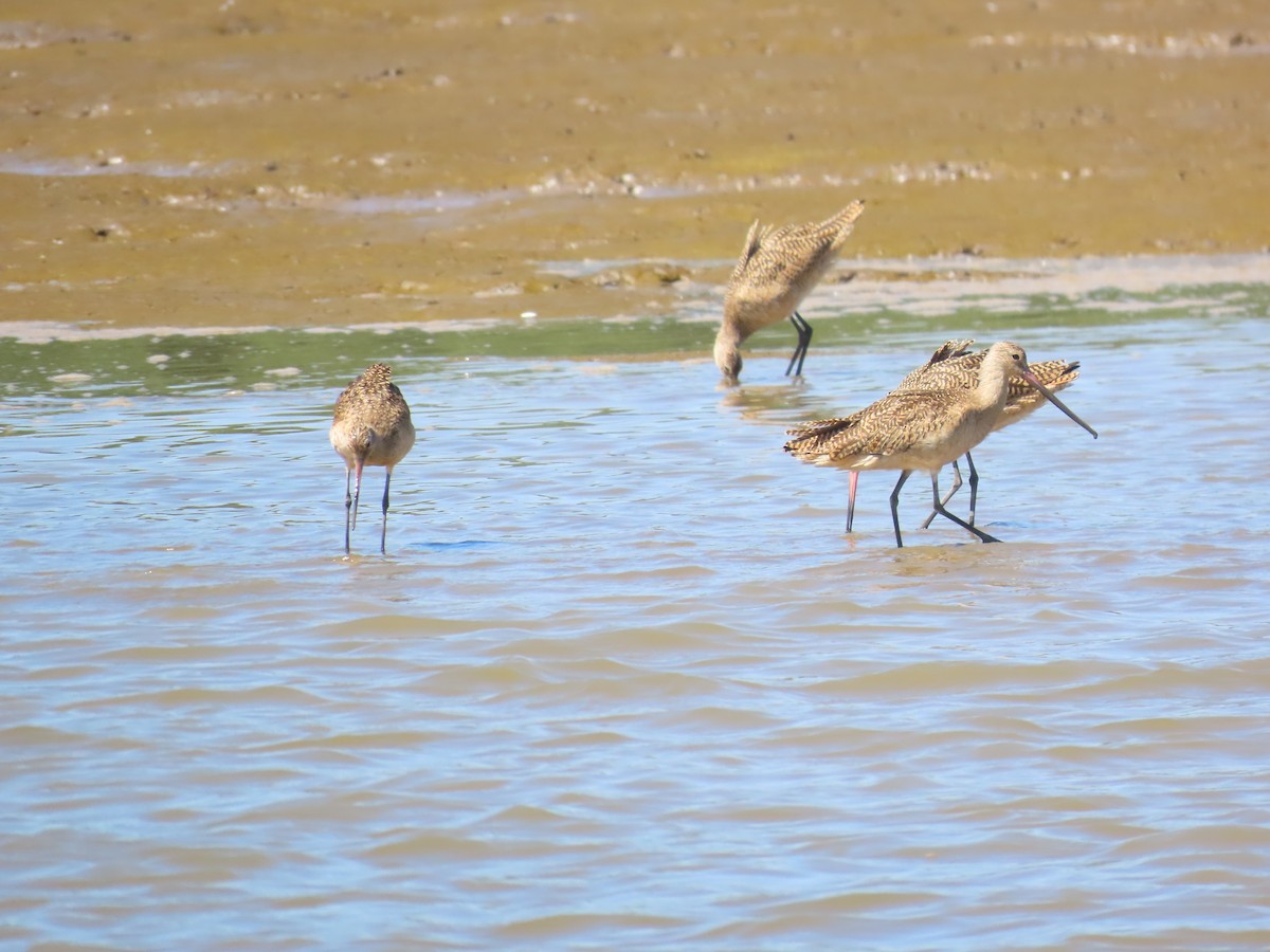 Marbled Godwit - Mario Reyes Jr