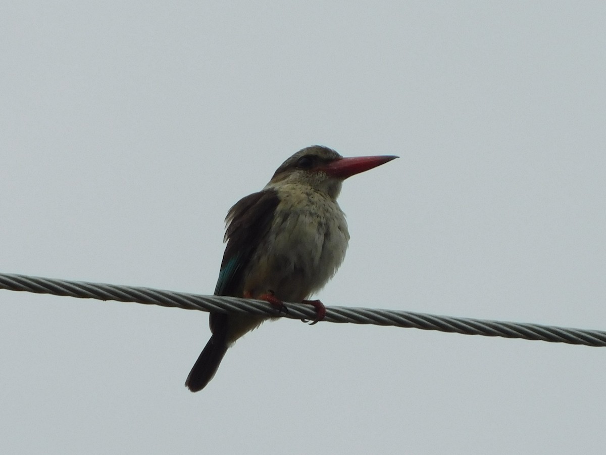 Gray-headed Kingfisher - Detlef Stremke