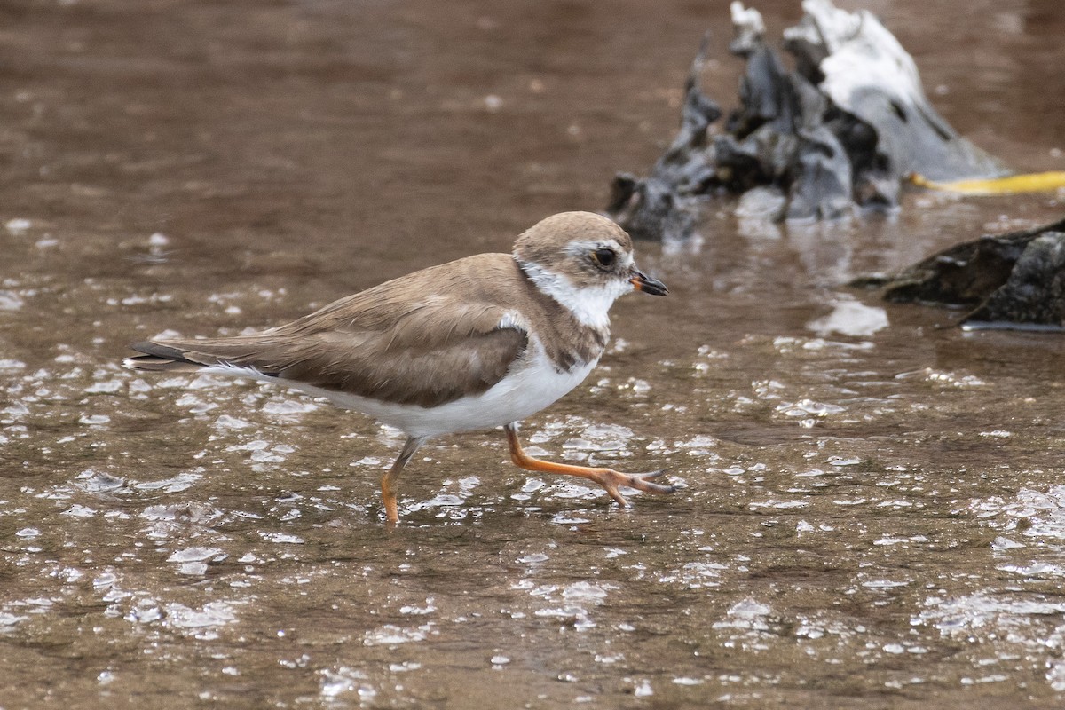 Semipalmated Plover - ML614149081
