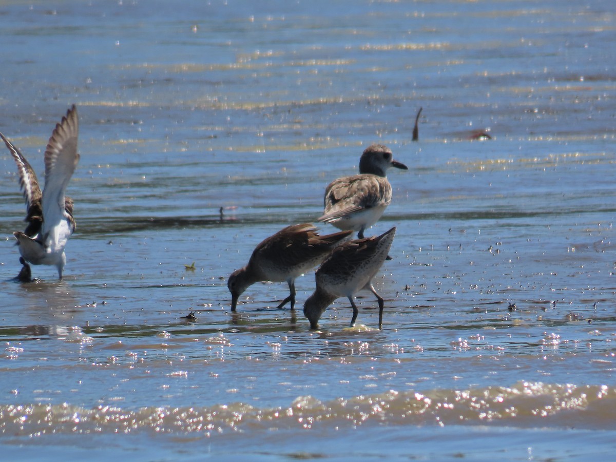 Black-bellied Plover - Mario Reyes Jr