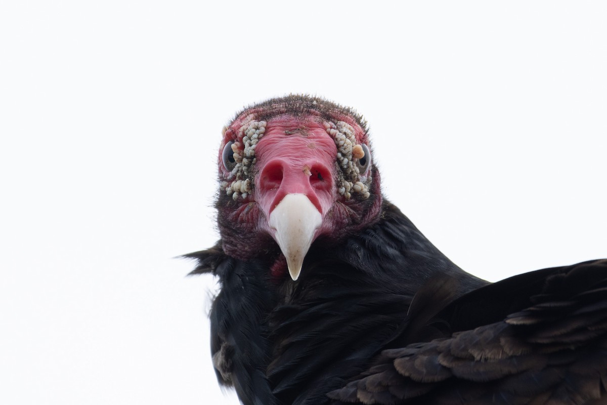 Turkey Vulture - ML614149133