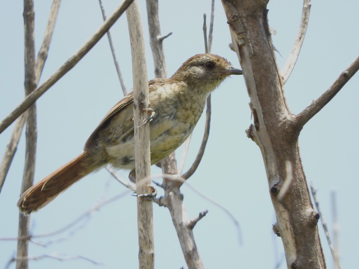 Rufous-capped Antshrike (Southern) - ML614149150