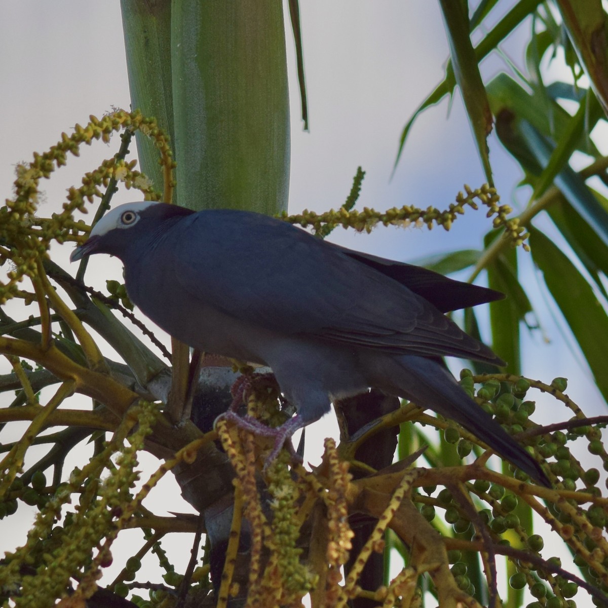 White-crowned Pigeon - ML614149205