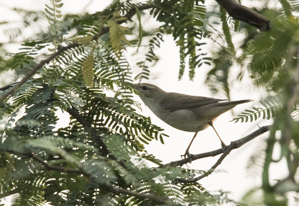 Blyth's Reed Warbler - ML614149220