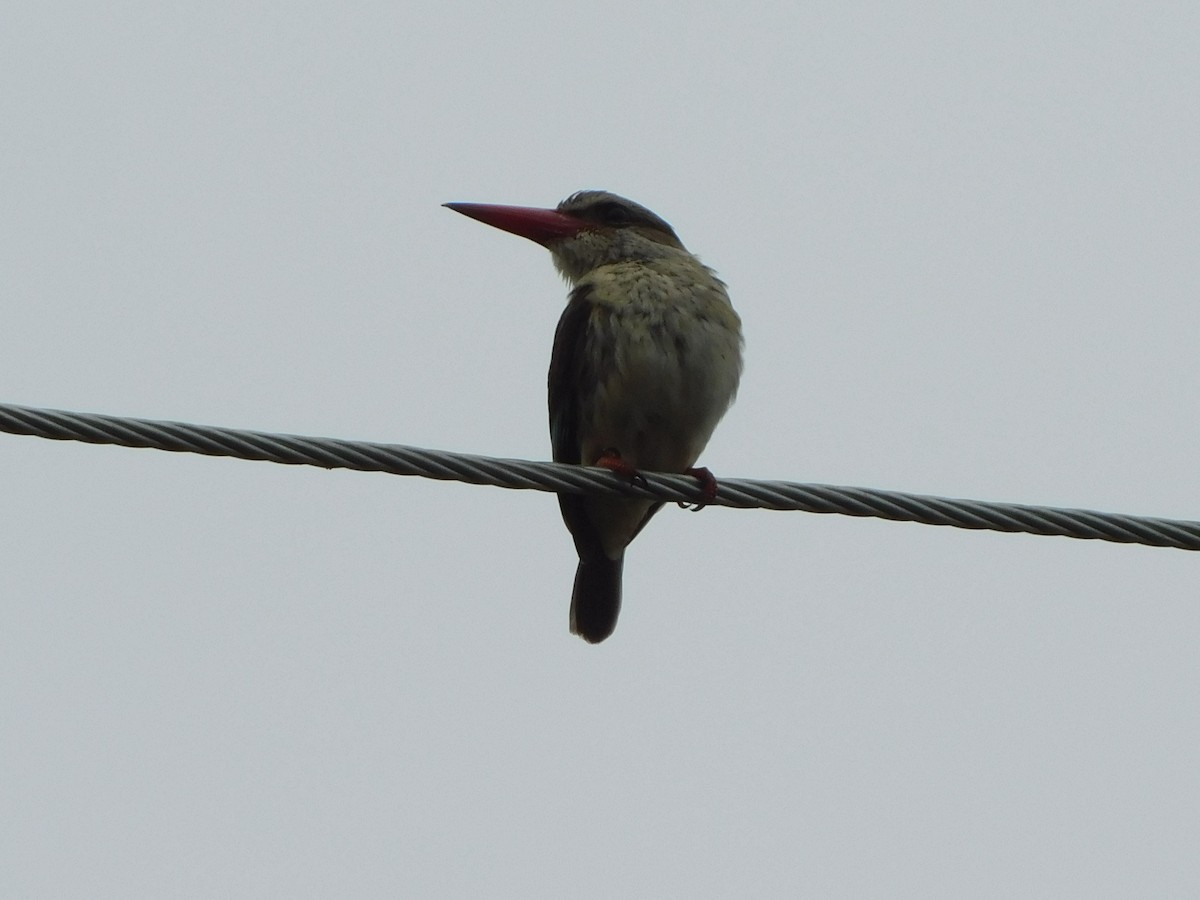 Gray-headed Kingfisher - ML614149269