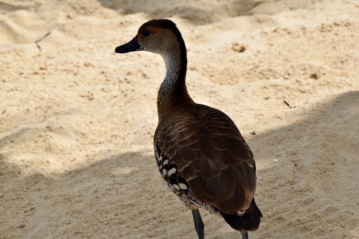West Indian Whistling-Duck - ML614149312