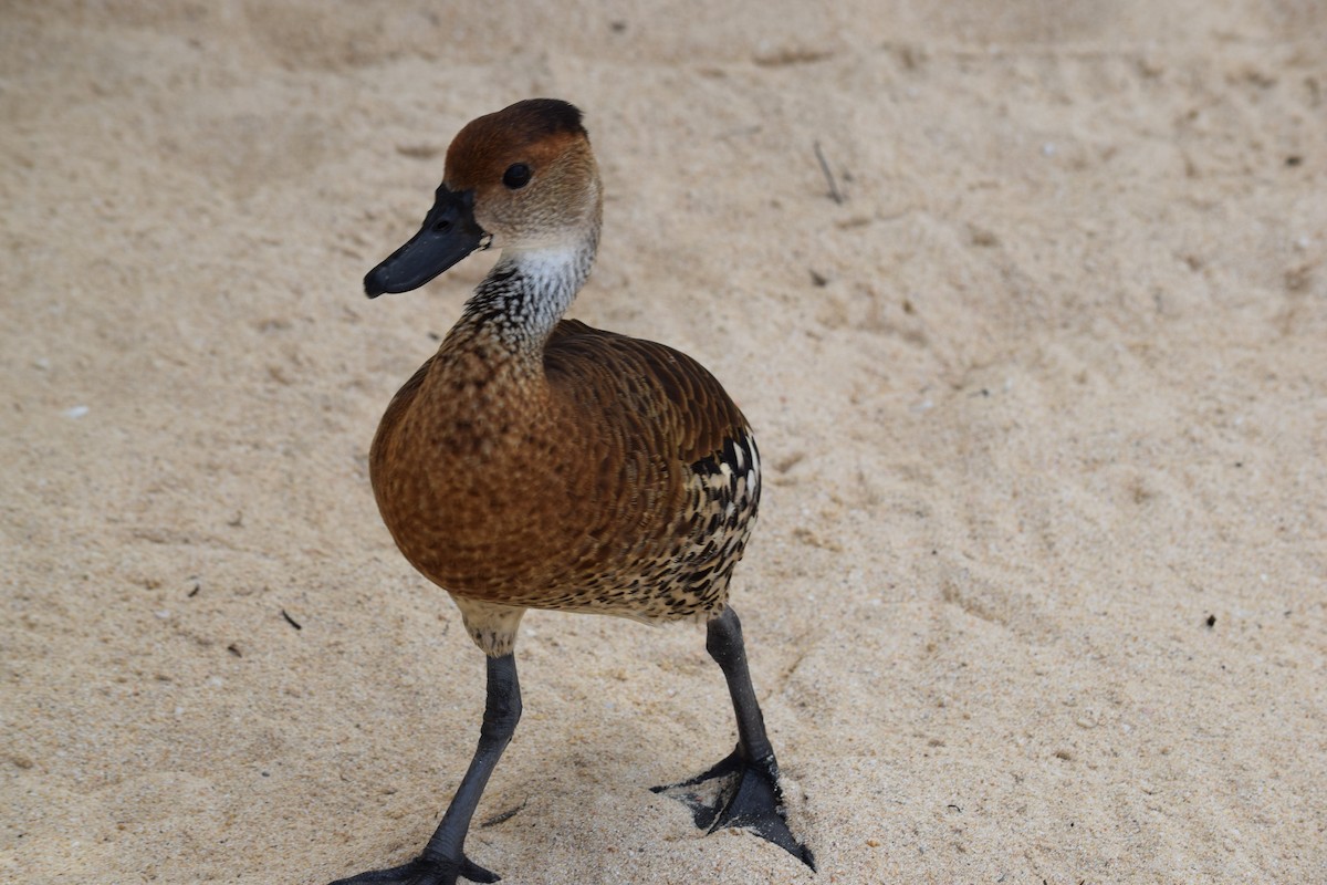 West Indian Whistling-Duck - ML614149313