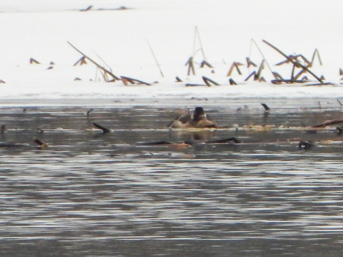 Ruddy Duck - ML614149316