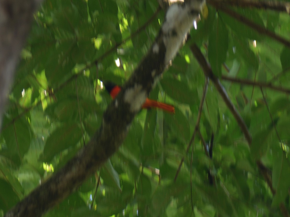 赤紅山椒鳥 - ML614149323