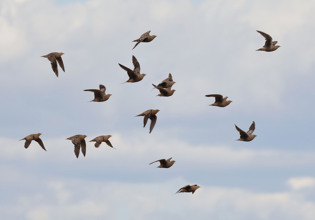 Namaqua Sandgrouse - Zoë Lunau