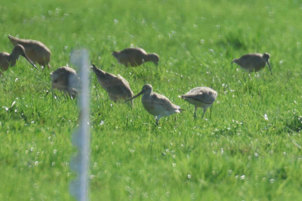 Bar-tailed Godwit - ML614149405