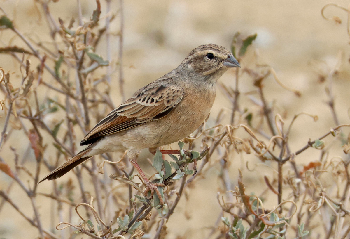 Lark-like Bunting - Zoë Lunau