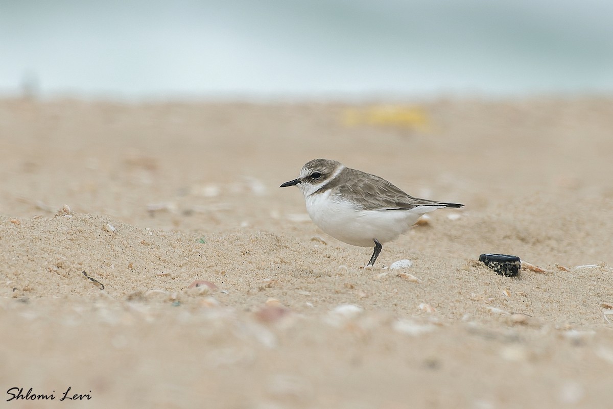 Kentish Plover - ML614149450