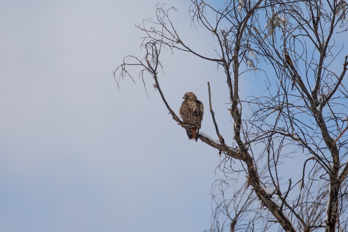 Red-tailed Hawk - ML614149482