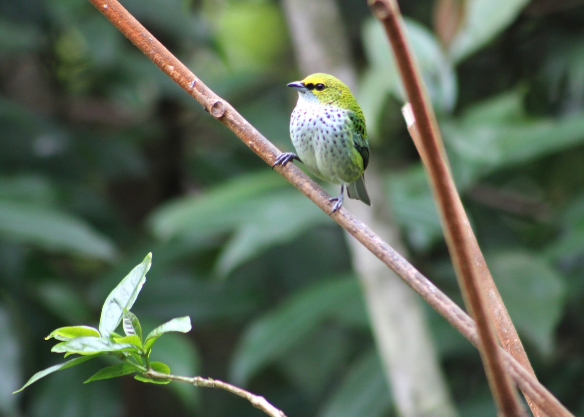 Speckled Tanager - T L P L