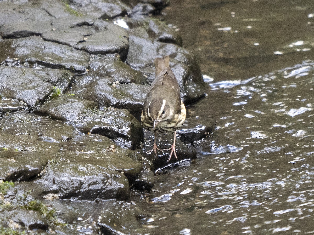 Louisiana Waterthrush - Steven Hunter