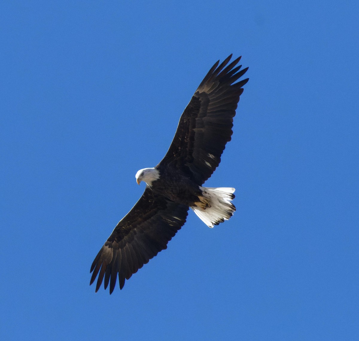 Bald Eagle - ML614149513