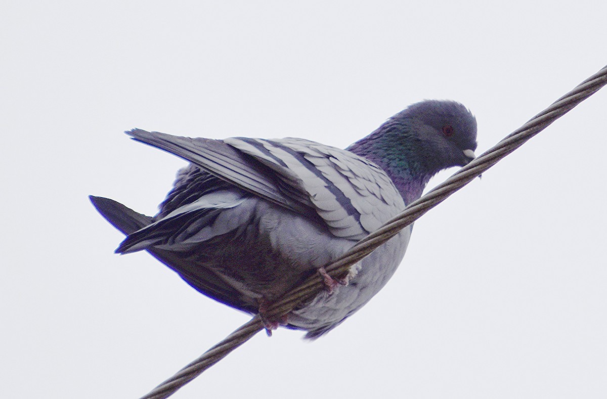 Rock Pigeon (Feral Pigeon) - ML614149529
