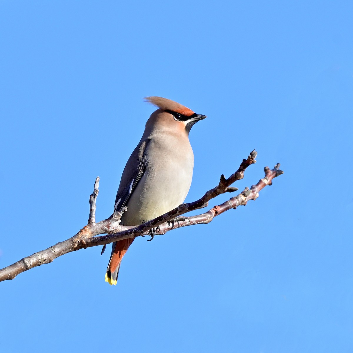 Bohemian Waxwing - ML614149551