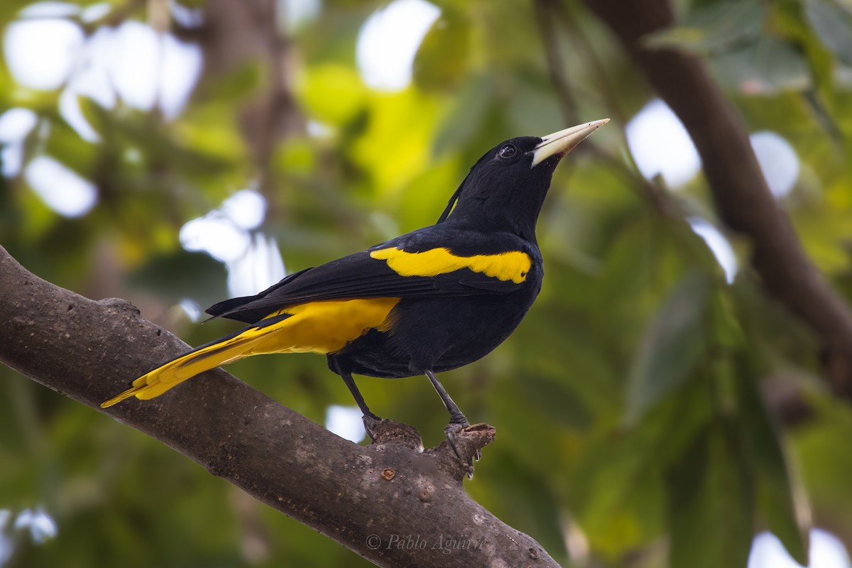 Yellow-winged Cacique - ML614149554